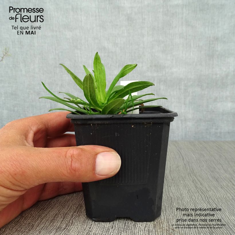 Example of Aster novae-angliae Purple Dome - Nieuw-Engelse aster Kweekpotje van 8/9 cm as you get in printemps