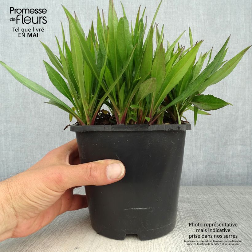 Example of Aster novae-angliae Purple Dome - Nieuw-Engelse aster Pot van 2 l/3 l as you get in printemps