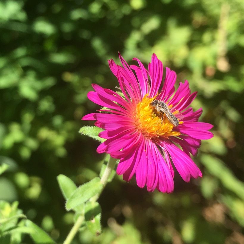 Aster novae-angliae Septemberrubin - Nieuw-Engelse aster (Bloei)