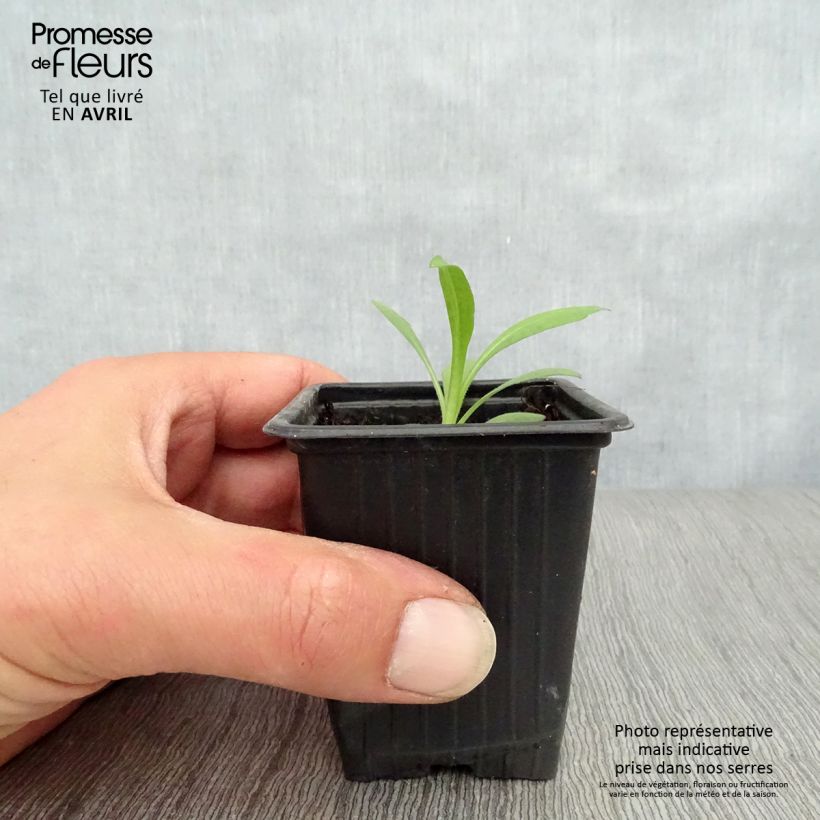 Example of Aster novae-angliae Septemberrubin - Nieuw-Engelse aster Kweekpotje van 7/8 cm as you get in printemps