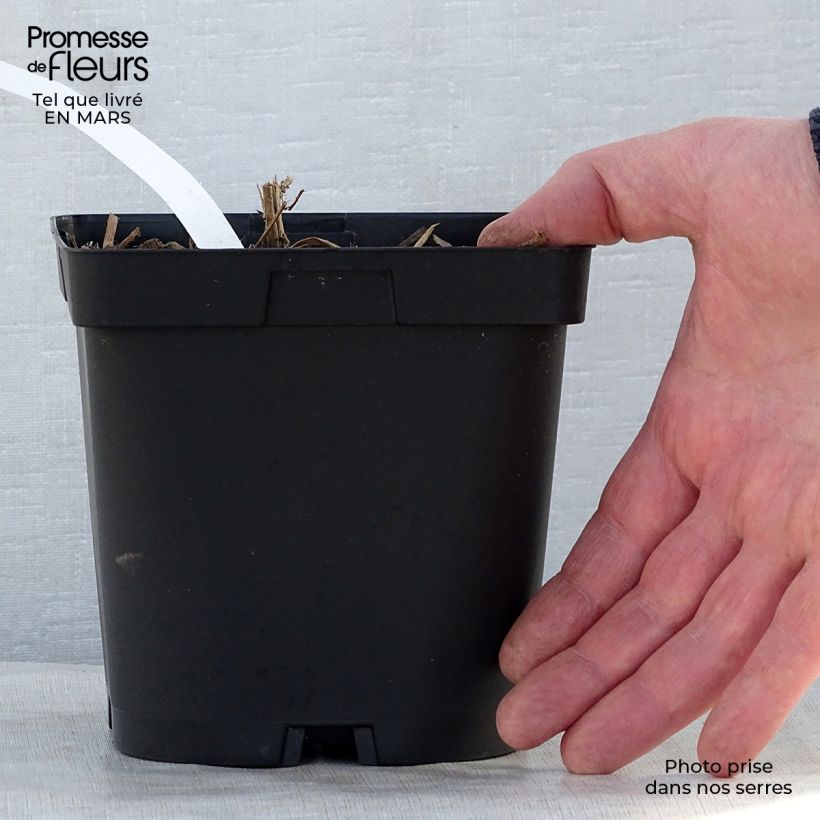 Example of Aster novae-angliae Septemberrubin - Nieuw-Engelse aster Pot van 2 l/3 l as you get in printemps