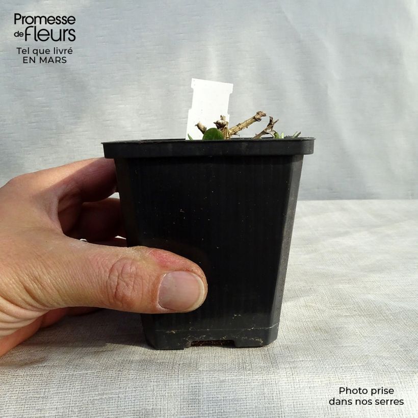 Example of Aster novae-angliae Violetta - Nieuw-Engelse aster Kweekpotje van 8/9 cm as you get in printemps