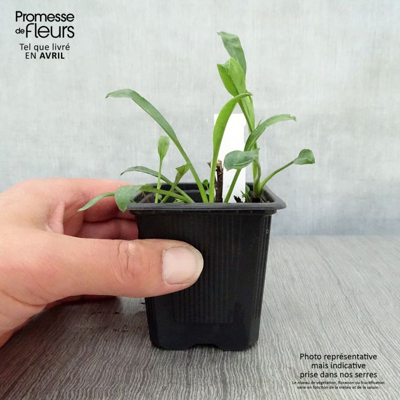 Example of Aster novi-belgii Audrey - Nieuw-Nederlandse aster Kweekpotje van 8/9 cm as you get in printemps