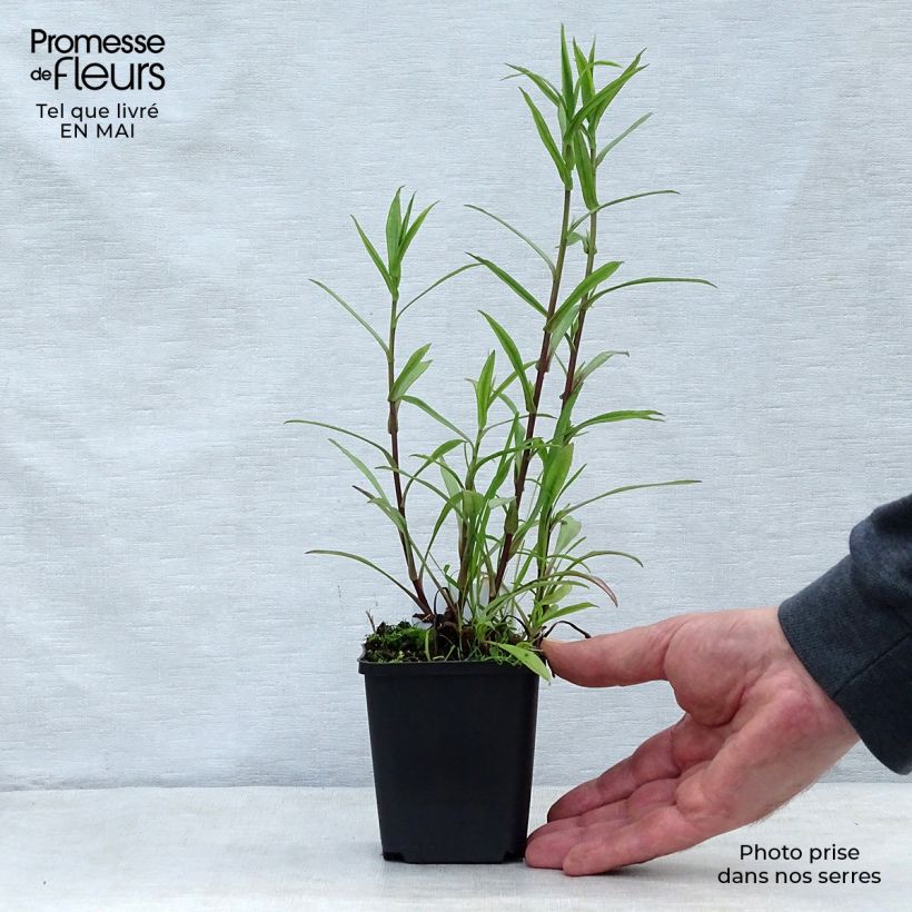 Exemplaar van Aster novi-belgii Crimson Brocade - Nieuw-Nederlandse aster Kweekpotje van 8/9 cm zoals geleverd in de lente