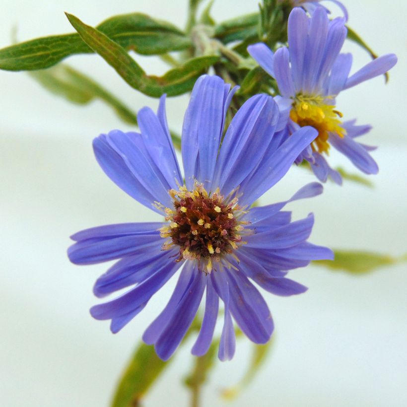 Aster novi-belgii Dauerblau - Nieuw-Nederlandse aster (Bloei)