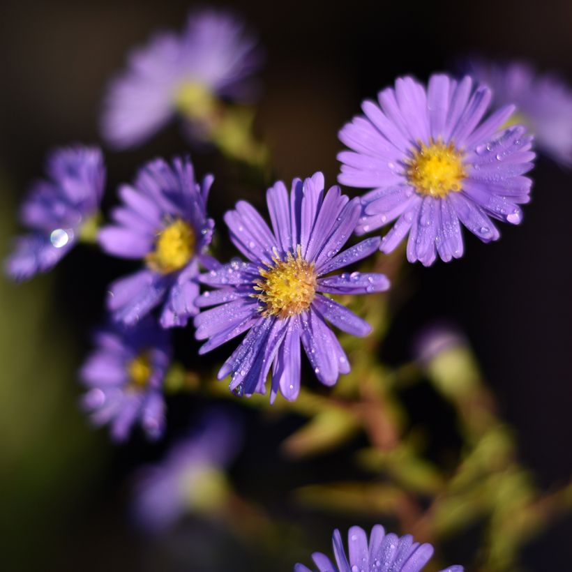 Aster novi-belgii Dauerblau - Nieuw-Nederlandse aster (Bloei)