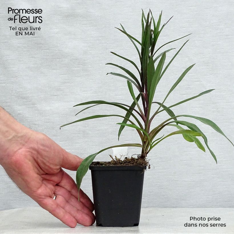 Exemplaar van Aster Karmin Kuppel - Nieuw-Nederlandse aster Kweekpotje van 8/9 cm zoals geleverd in de lente