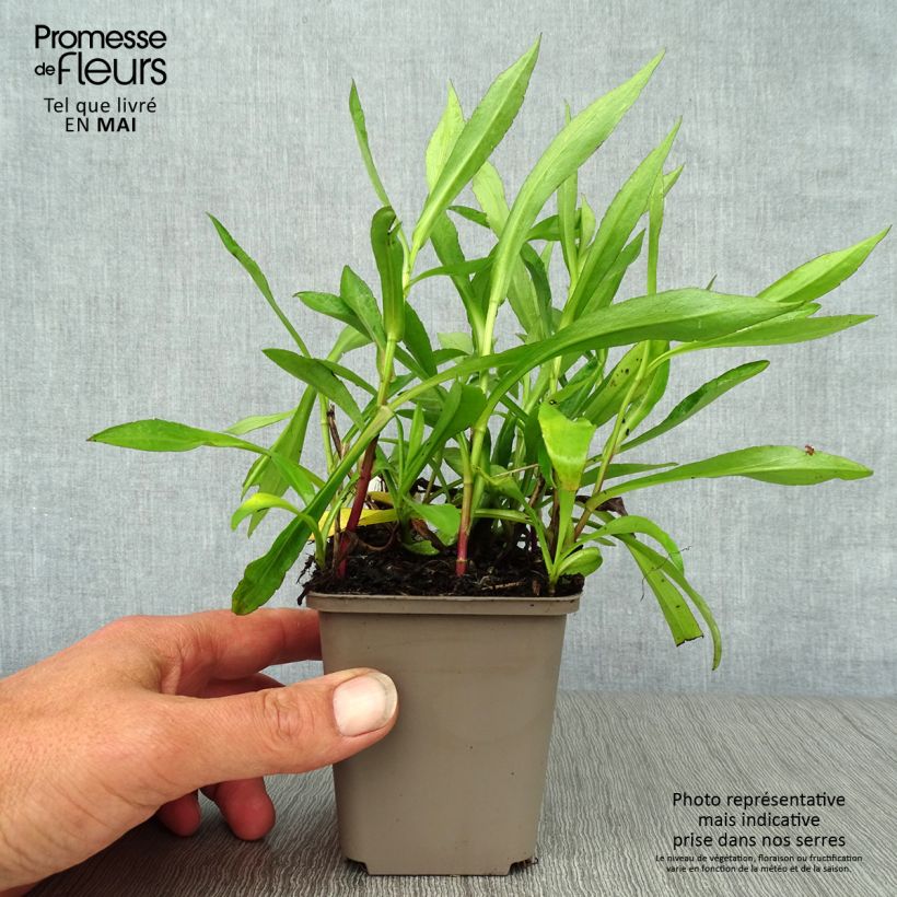 Exemplaar van Aster novi-belgii Patricia Ballard - Nieuw-Nederlandse aster Kweekpotje van 8/9 cm zoals geleverd in de lente