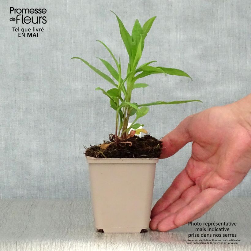 Exemplaar van Aster novi-belgii Porzellan - Nieuw-Nederlandse aster Kweekpotje van 8/9 cm zoals geleverd in de lente