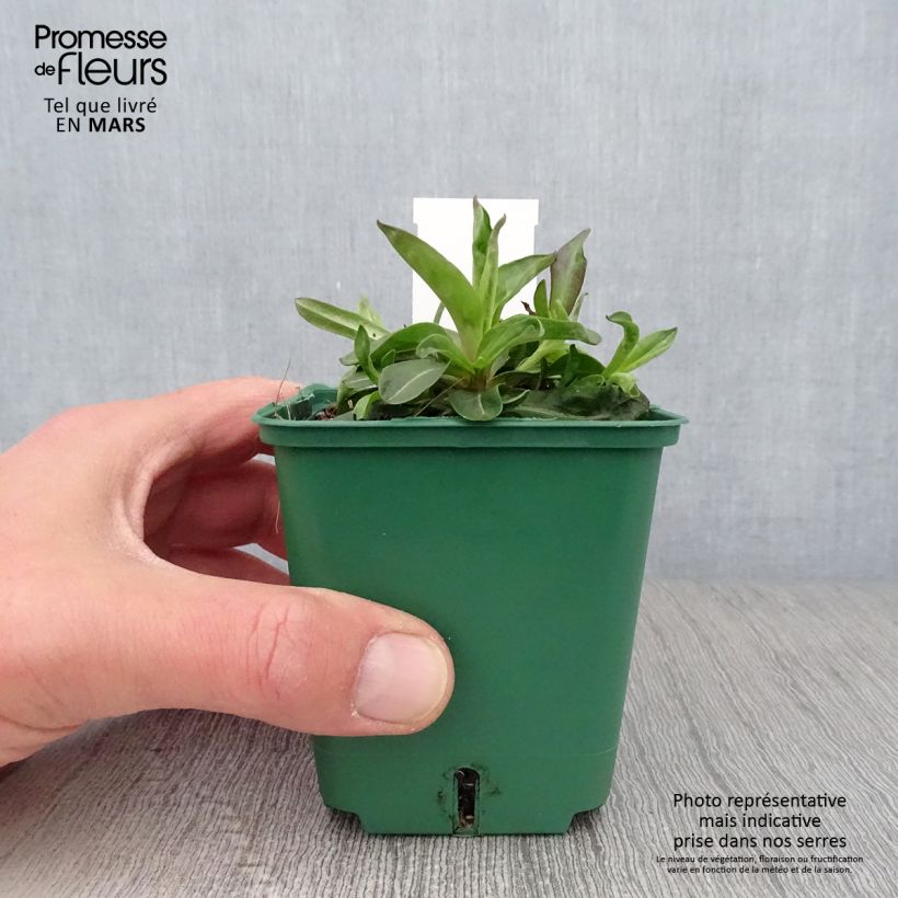 Exemplaar van Aster novi-belgii Reitlingstal - Nieuw-Nederlandse aster Kweekpotje van 8/9 cm zoals geleverd in de lente