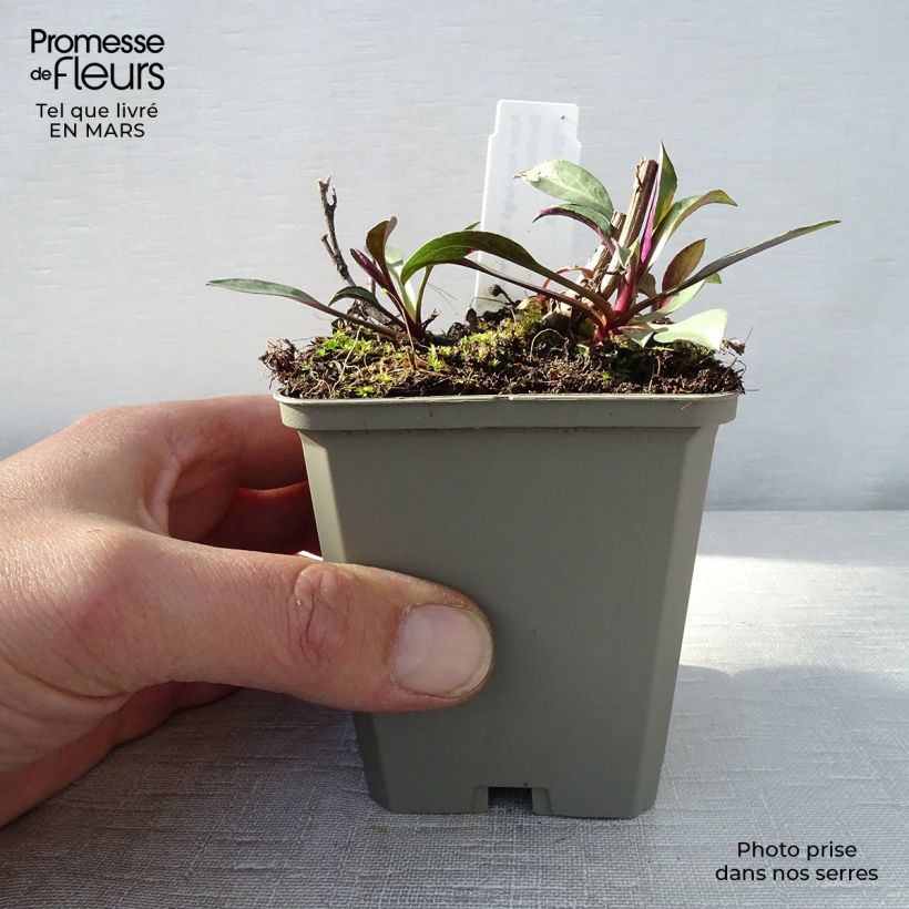 Exemplaar van Aster novi-belgii Schone von Dietlikon - Nieuw-Nederlandse aster Kweekpotje van 8/9 cm zoals geleverd in de lente