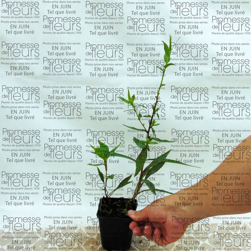 Voorbeeld van een exemplaar van Aster novi-belgii Weisses Wunder - Nieuw-Nederlandse aster Kweekpotje van 8/9 cm zoals geleverd