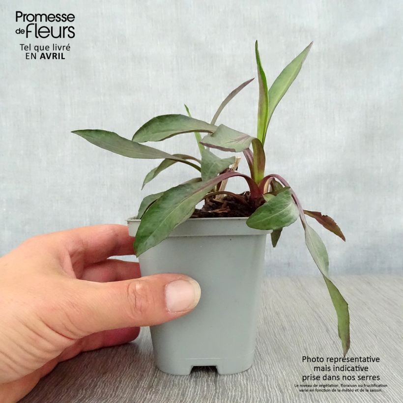 Example of Aster novi-belgii White Lady - Nieuw-Nederlandse aster Kweekpotje van 8/9 cm as you get in printemps