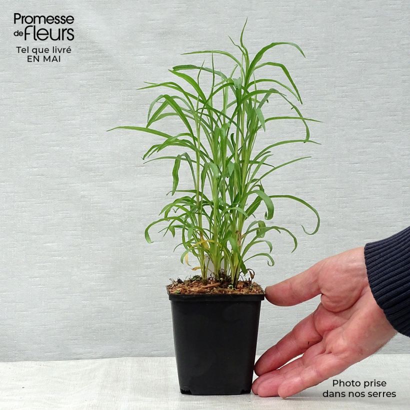 Exemplaar van Aster ericoides pringlei Monte Cassino - Septemberkruid Kweekpotje van 8/9 cm zoals geleverd in de lente