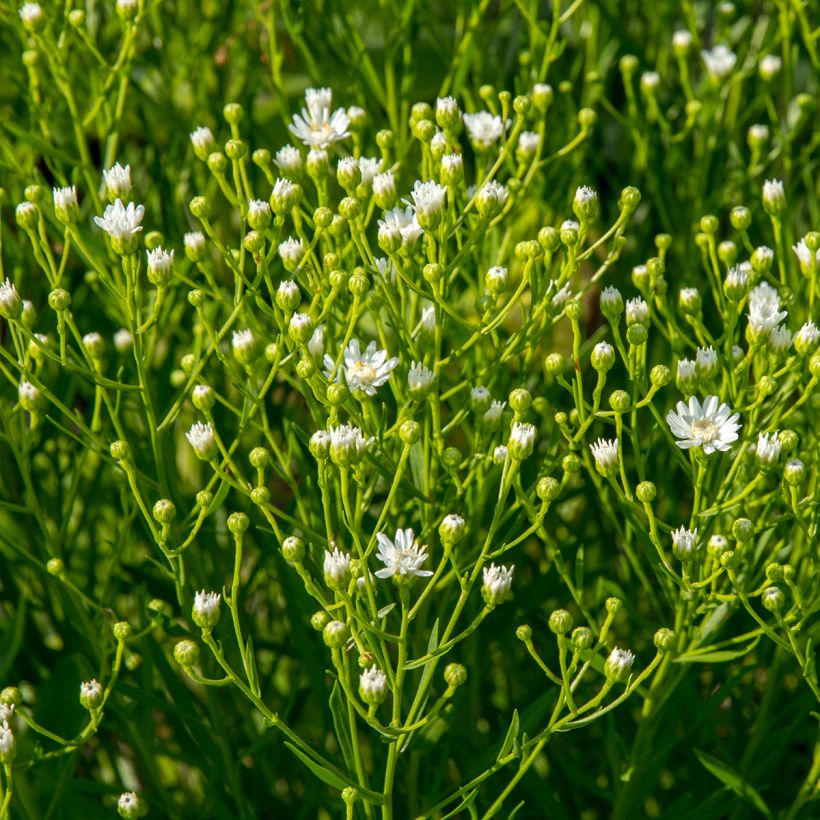 Aster ptarmicoïdes - Herfstaster (Groeiplaats)