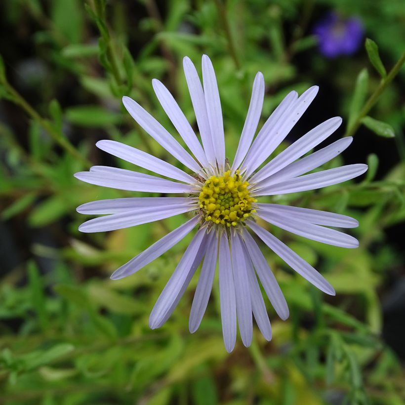 Aster pyrenaeus Lutetia - Herfstaster (Bloei)
