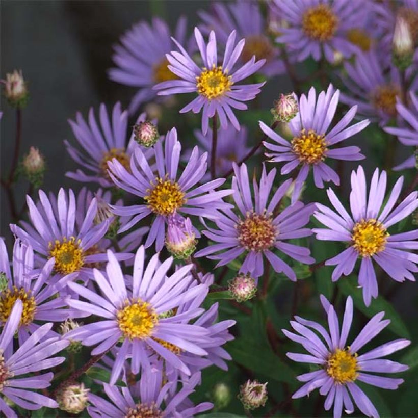 Aster radula - Herfstaster (Bloei)
