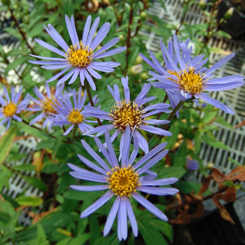 Aster radula August Sky - Herfstaster (Bloei)