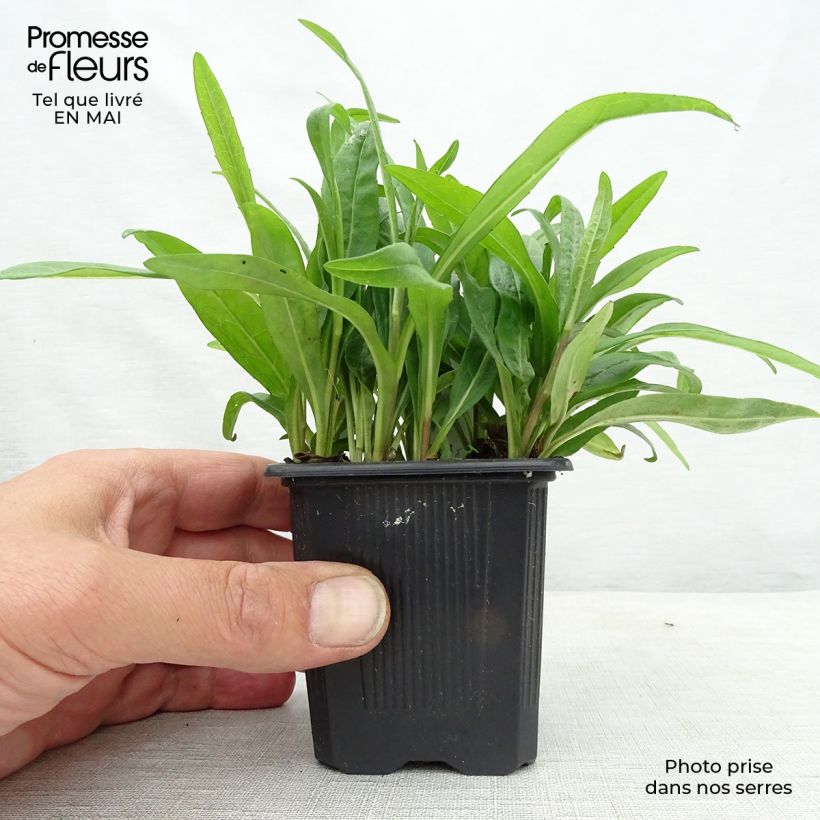 Exemplaar van Aster rugulosus Asrugo - Herfstaster Kweekpotje van 8/9 cm zoals geleverd in de lente