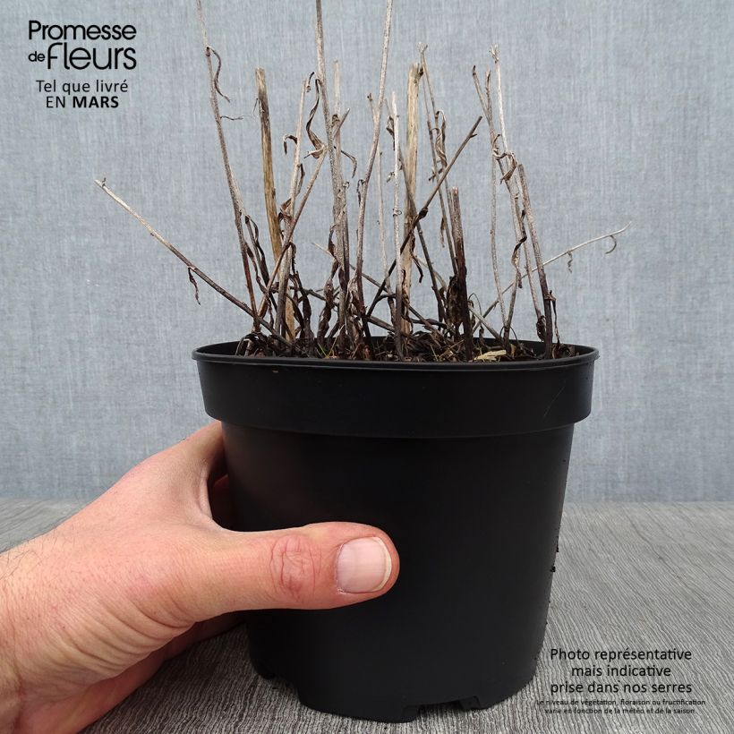 Exemplaar van Aster rugulosus Asrugo - Herfstaster Pot van 2 l/3 l zoals geleverd in de winter