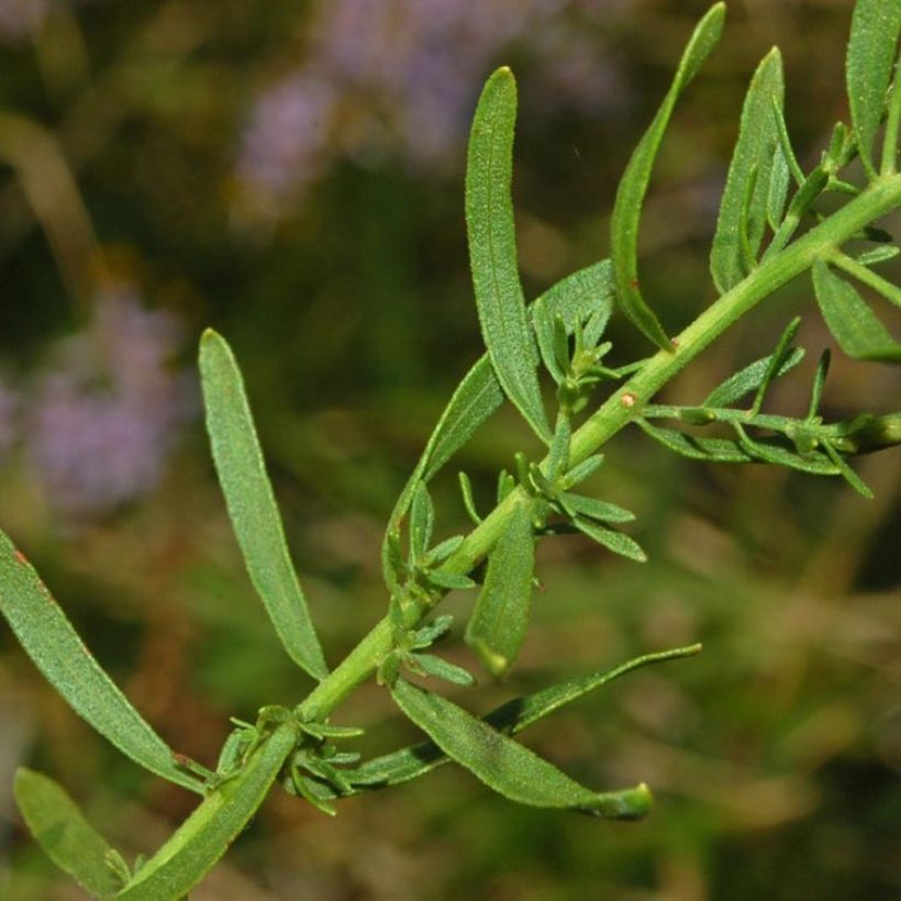 Aster sedifolius - Herfstaster (Blad)