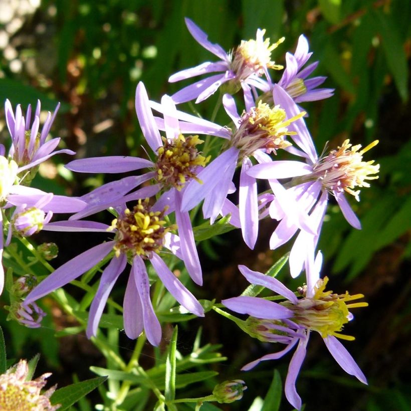 Aster sedifolius - Herfstaster (Bloei)