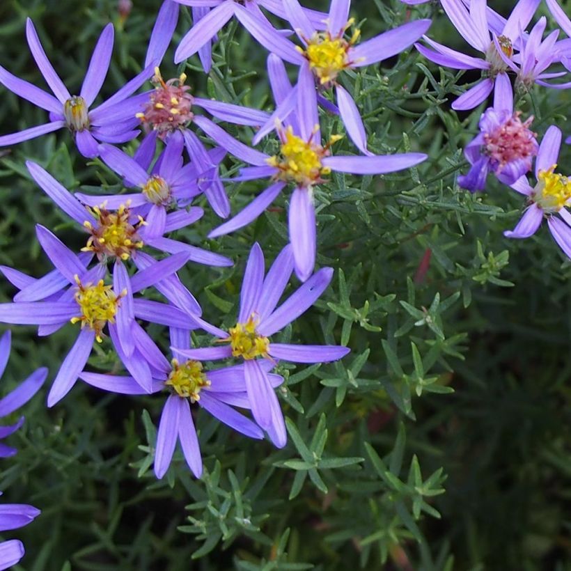 Aster sedifolius Nanus - Herfstaster (Bloei)