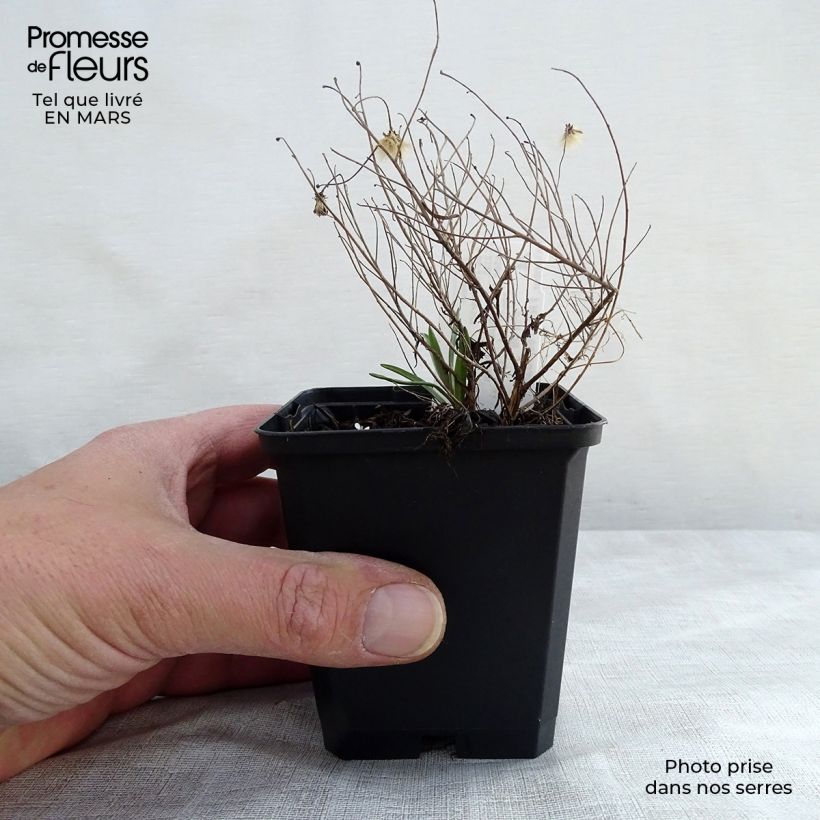 Exemplaar van Aster sedifolius Nanus - Herfstaster Kweekpotje van 8/9 cm zoals geleverd in de lente