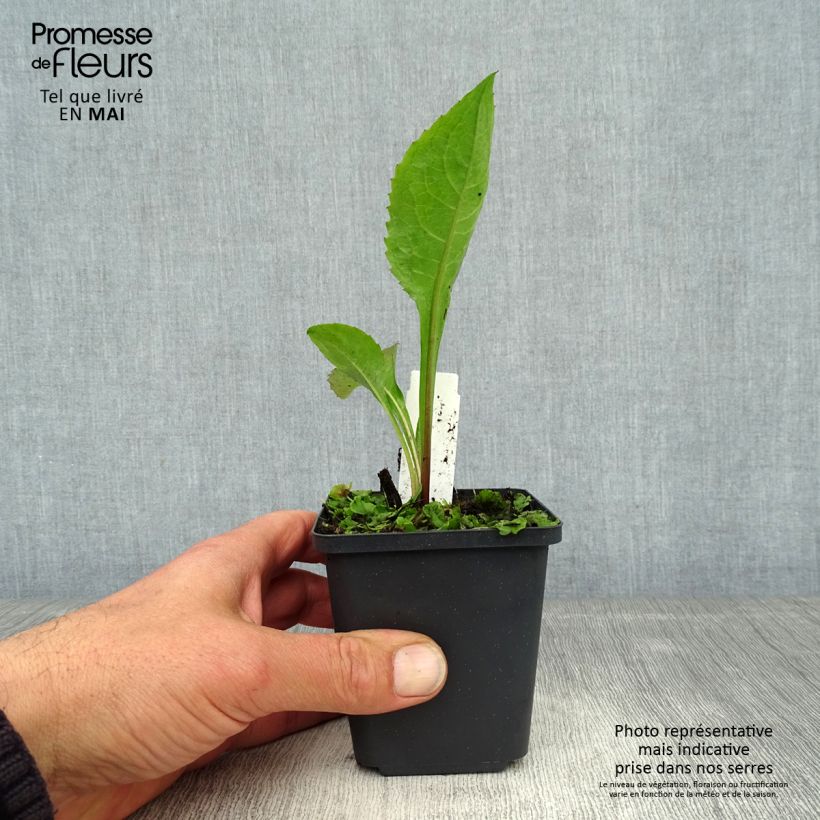 Exemplaar van Aster tataricus Jindai - Siberische herfstaster Kweekpotje van 8/9 cm zoals geleverd in de lente