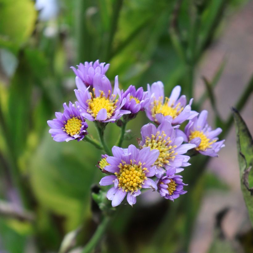 Aster tataricus Jindai - Siberische herfstaster (Bloei)