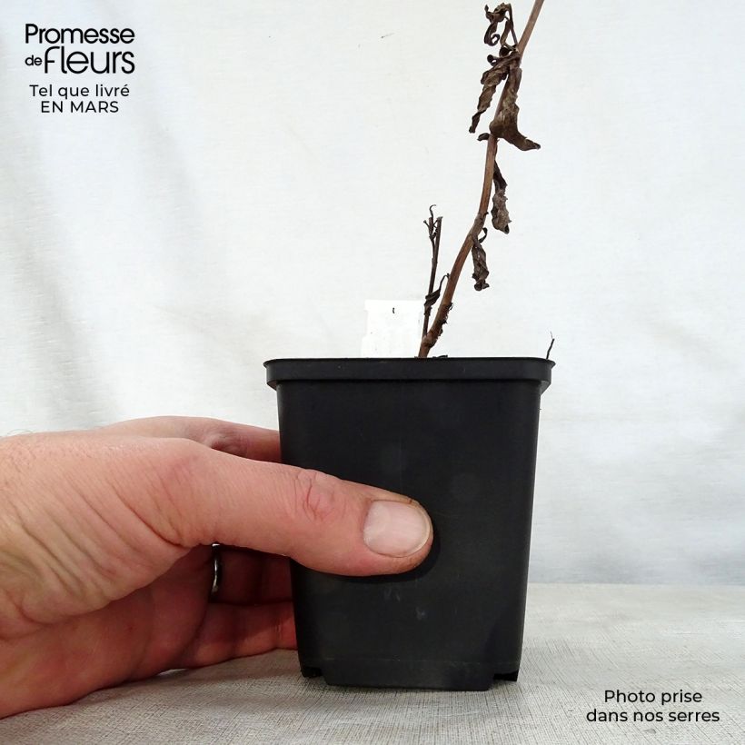 Exemplaar van Aster thomsonii Nanus - Herfstaster Kweekpotje van 8/9 cm zoals geleverd in de lente