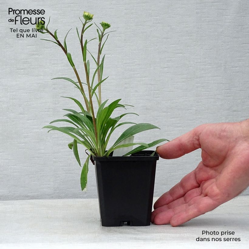 Exemplaar van Aster tongolensis Berggarten - Herfstaster Kweekpotje van 8/9 cm zoals geleverd in de lente