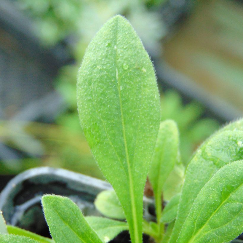 Aster tongolensis Wartburgstern - Herfstaster (Blad)