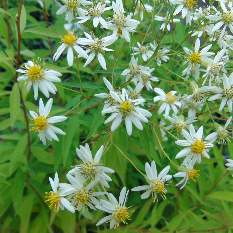 Aster umbellatus Weisser Schirm - Herfstaster (Bloei)