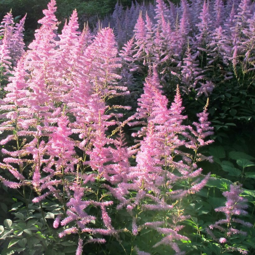 Astilbe Amerika - Pluimspirea (Groeiplaats)
