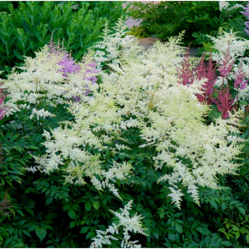 Astilbe Avalanche - Pluimspirea (Groeiplaats)