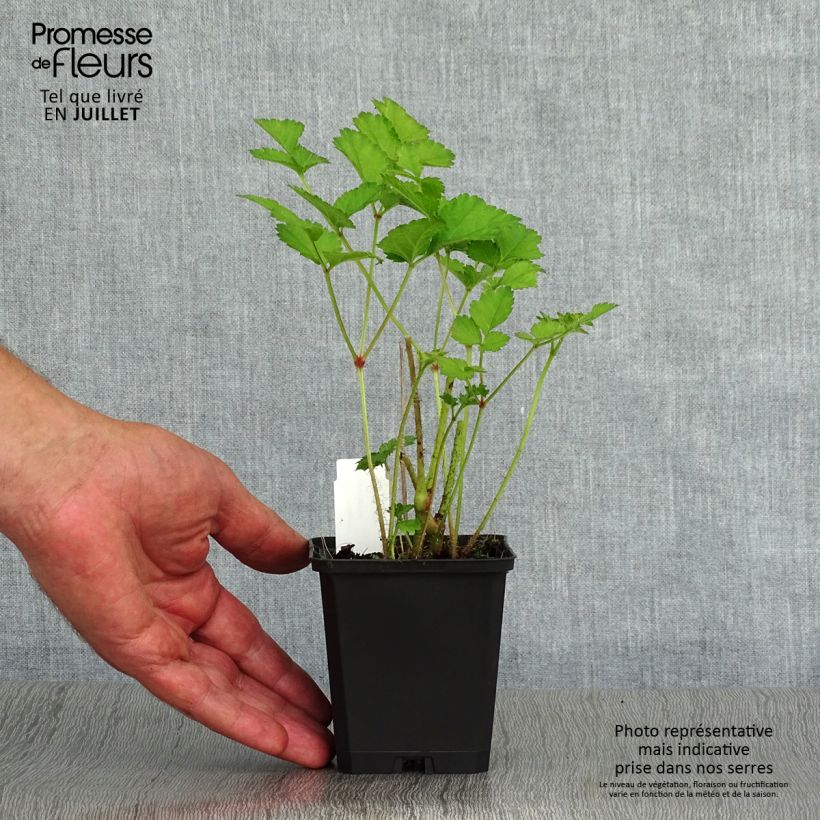 Exemplaar van Astilbe chinensis Purpurkerze - Pluimspirea Kweekpotje van 8/9 cm zoals geleverd in de zomer