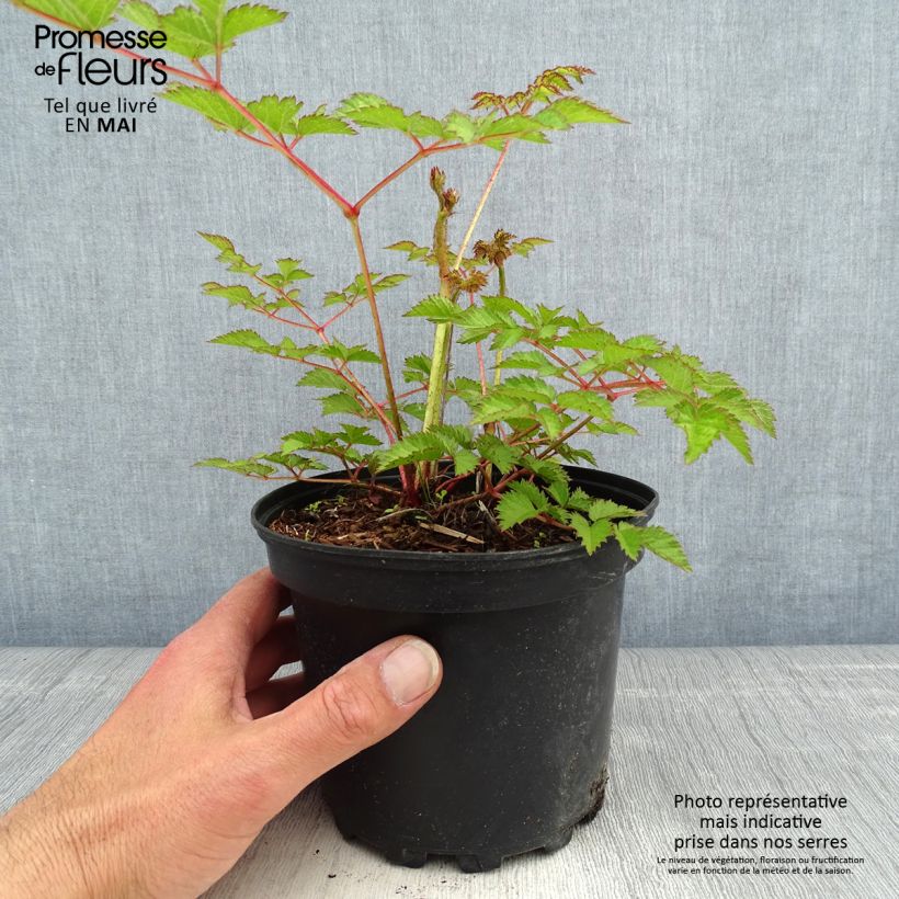 Exemplaar van Astilbe chinensis Purpurkerze - Pluimspirea Pot van 2 l/3 l zoals geleverd in de lente