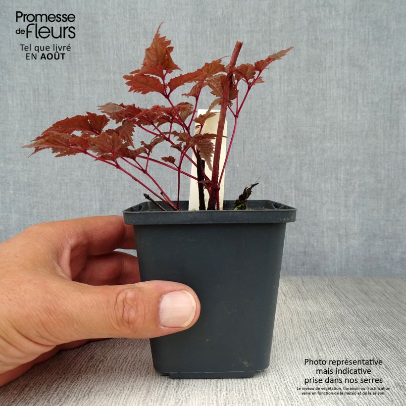 Exemplaar van Astilbe Chocolate Shogun - Pluimspirea Kweekpotje van 8/9 cm zoals geleverd in de zomer
