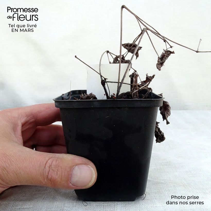 Exemplaar van Astilbe Chocolate Shogun - Pluimspirea Kweekpotje van 8/9 cm zoals geleverd in de lente