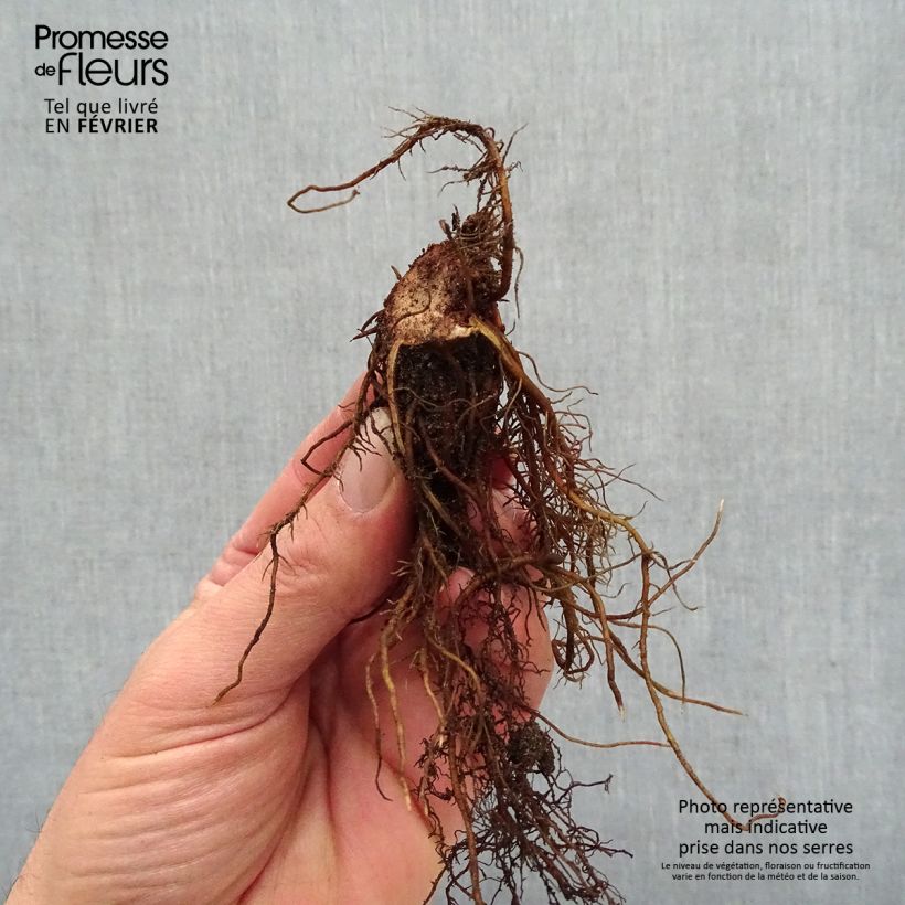 Exemplaar van Astilbe Chocolate Shogun - Pluimspirea Naakte wortel zoals geleverd in de winter