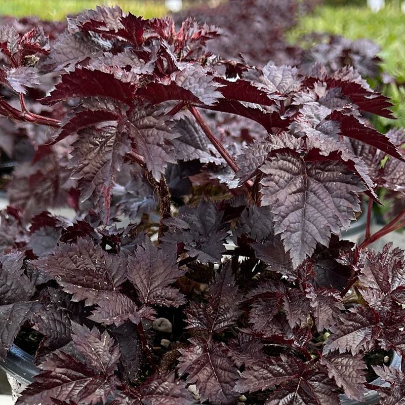 Astilbe Darkside Of The Moon - Pluimspirea (Blad)