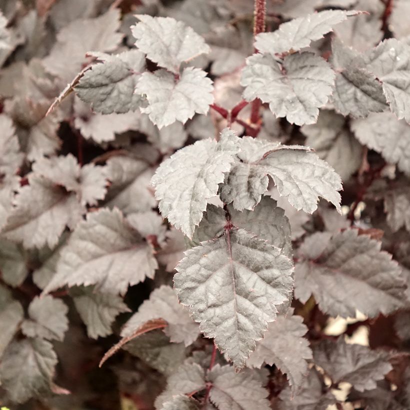 Astilbe Darkside Of The Moon - Pluimspirea (Blad)