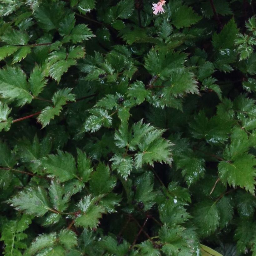 Astilbe japonica Delft Lace - Pluimspirea (Blad)