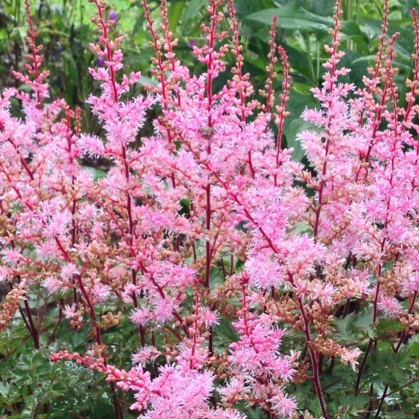Astilbe japonica Delft Lace - Pluimspirea (Bloei)