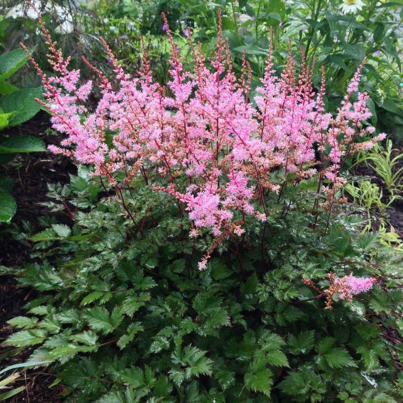 Astilbe japonica Delft Lace - Pluimspirea (Groeiplaats)