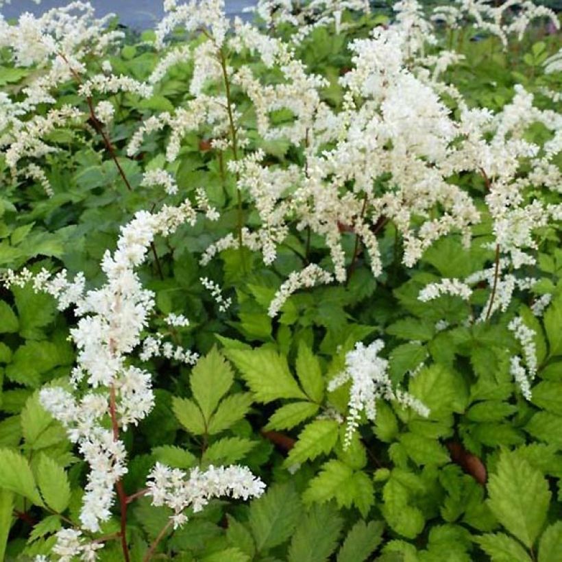 Astilbe thunbergii Professor van der Wielen - Pluimspirea (Bloei)