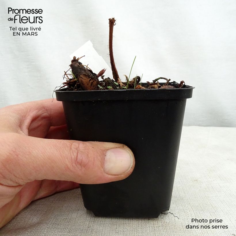 Exemplaar van Astilbe thunbergii Professor van der Wielen - Pluimspirea Kweekpotje van 8/9 cm zoals geleverd in de lente