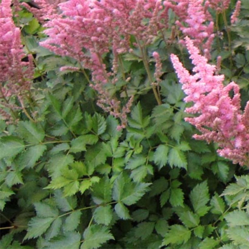 Astilbe Vision in Pink - Pluimspirea (Blad)