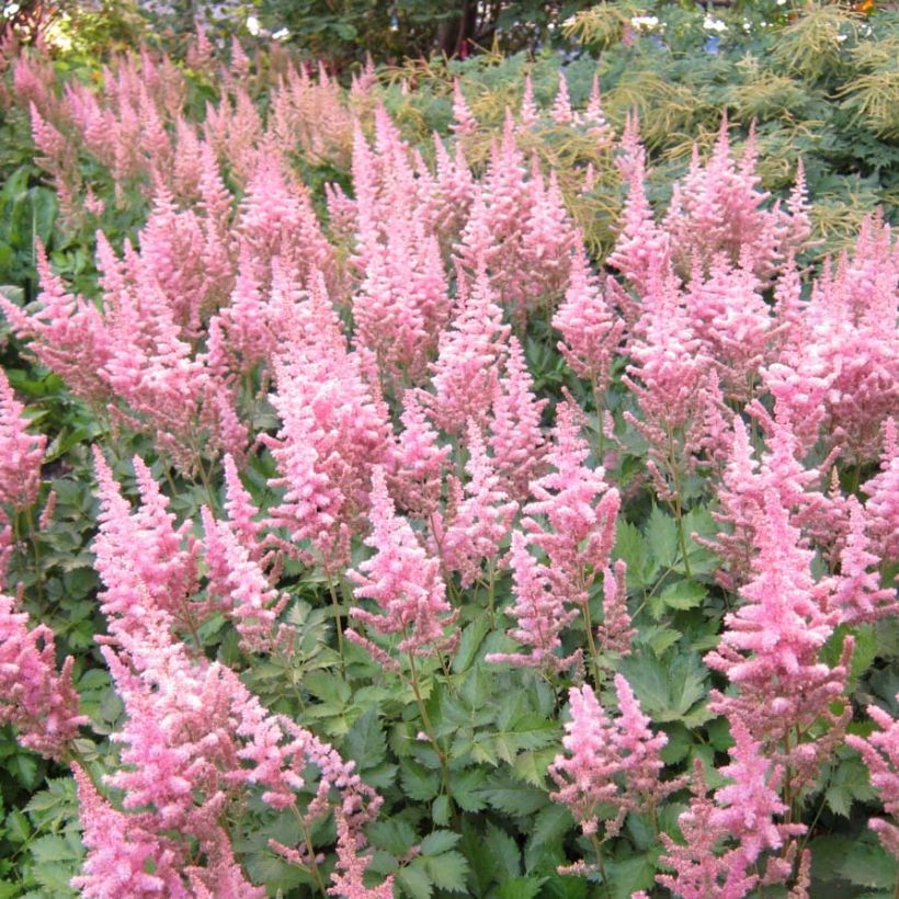 Astilbe Vision in Pink - Pluimspirea (Bloei)